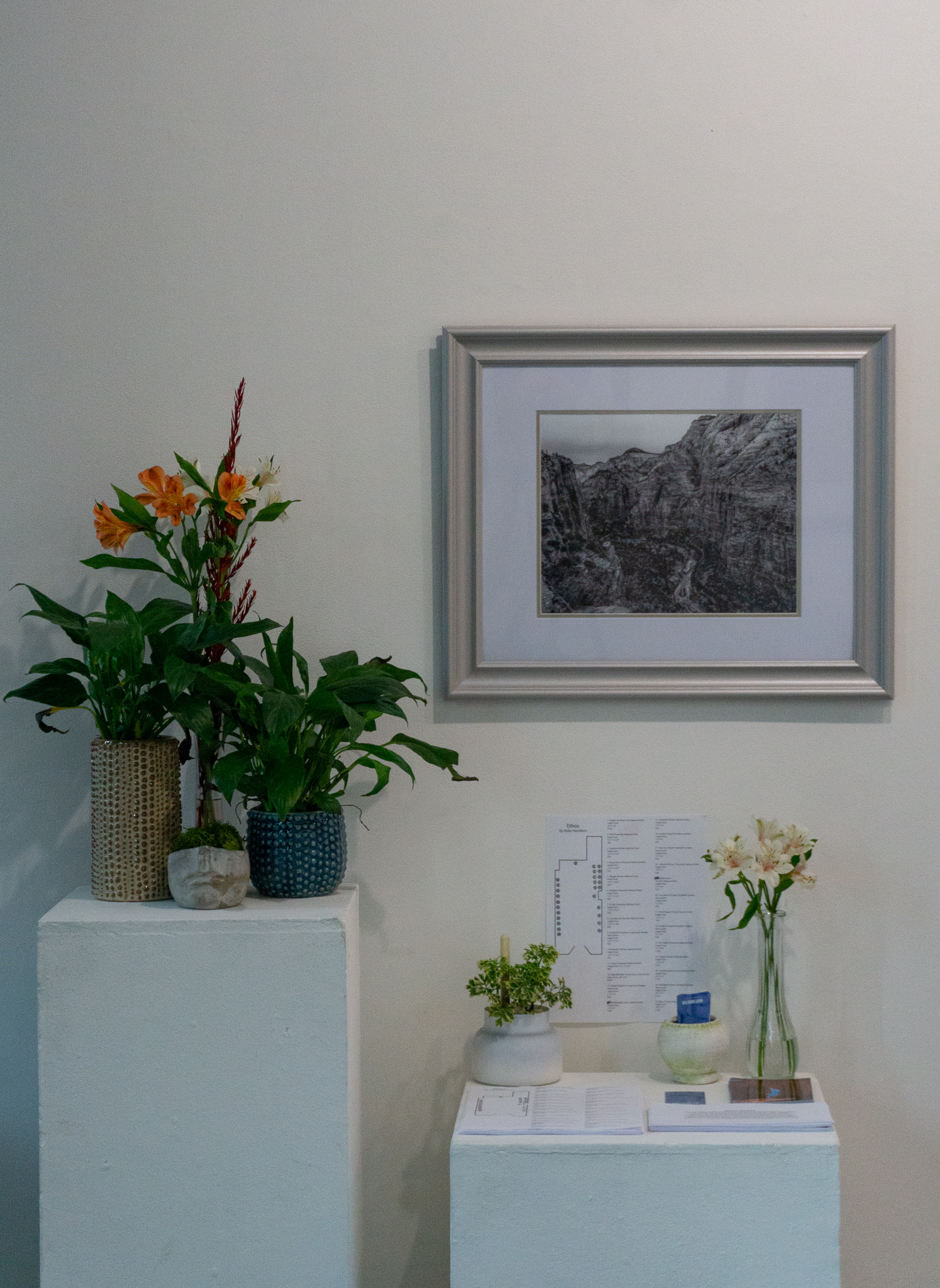 A framed black and white photograph above houseplants