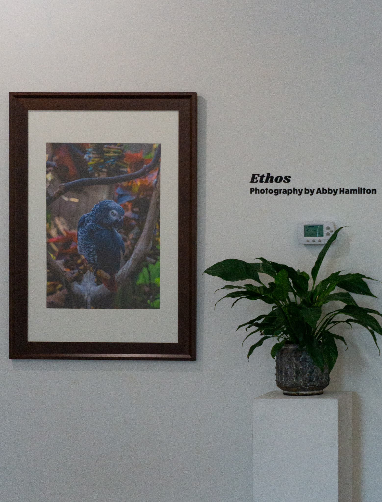 A photo of a blue bird next to the text on the wall Ethos: Photography by Abby Hamilton 